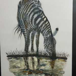 Zebra Drinking — Side View