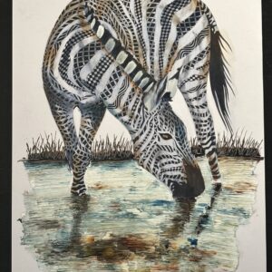 Zebra drinking water