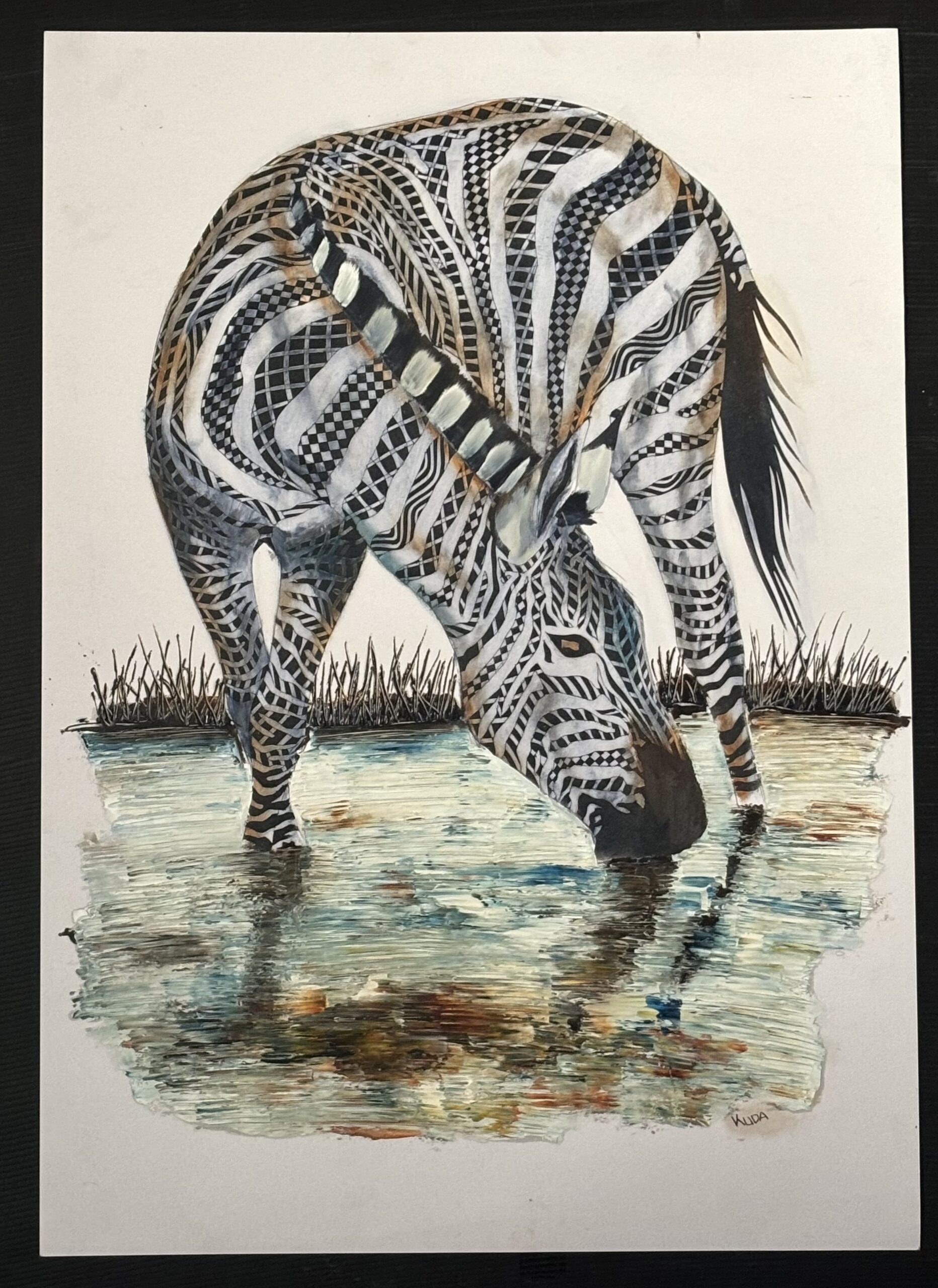 Zebra drinking water