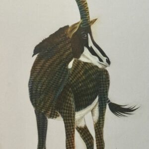 Antelope — Curved Horns
