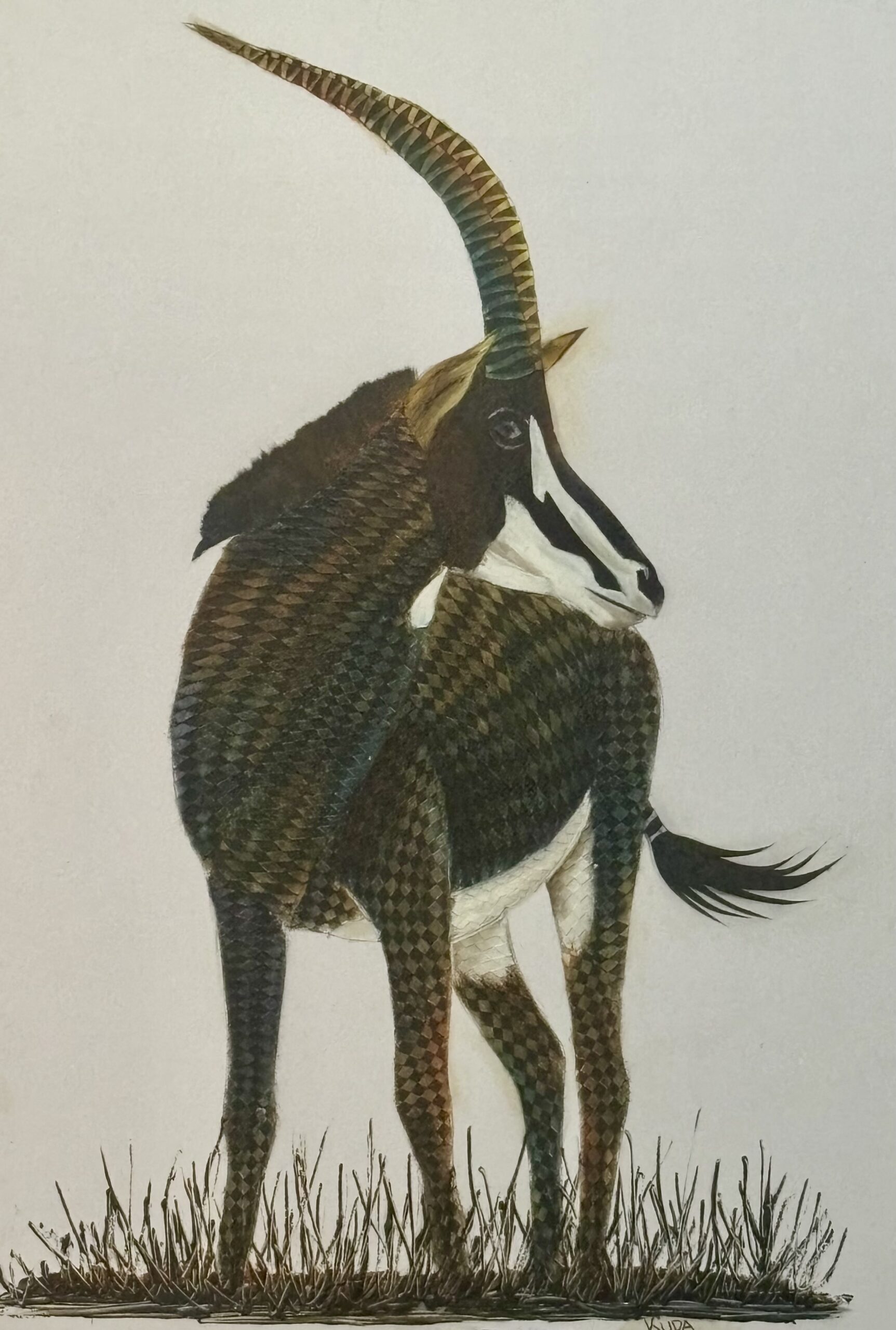 Antelope — Curved Horns