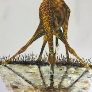 Giraffe Drinking